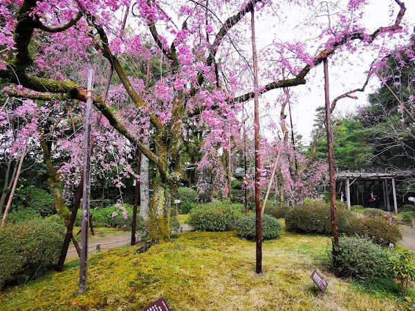 Heian Shrine Garden East 4