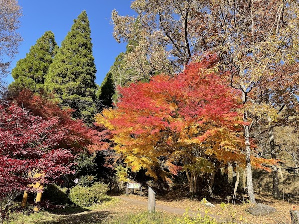 Yamabuki Spring 1