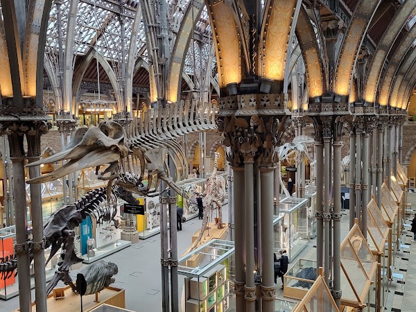 Oxford University Museum of Natural History 5