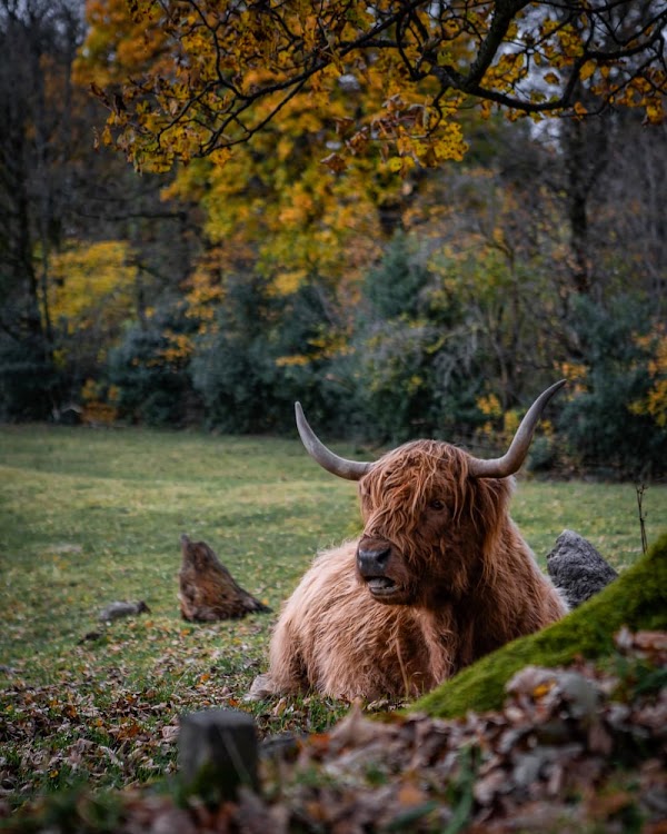 Pollok Country Park 2