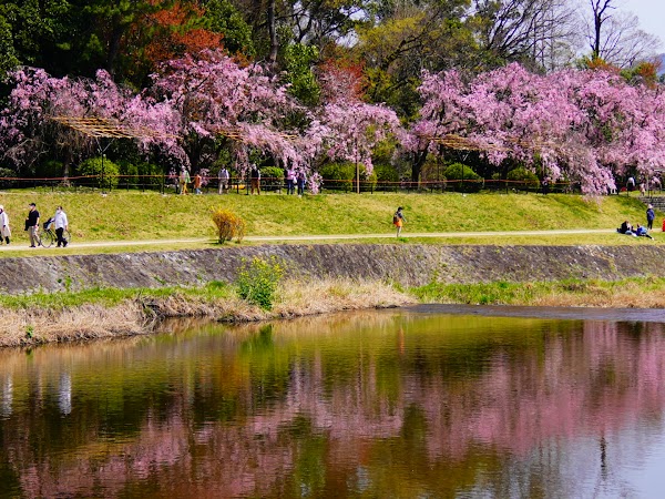 Nakaragi Cherry Blossom Path