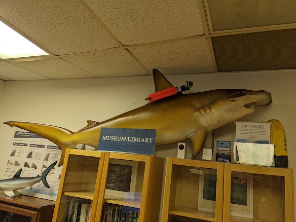 Living Sharks Museum 5