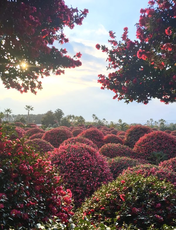 Jeju camellia arboretum