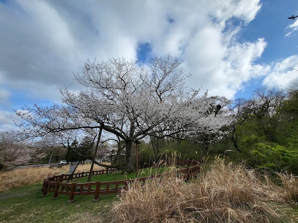 BONGGAE-DONG A natural habitat of Jeju flowering, cherry
