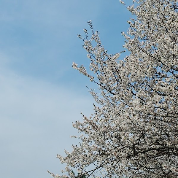 BONGGAE-DONG A natural habitat of Jeju flowering, cherry 4