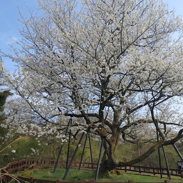 BONGGAE-DONG A natural habitat of Jeju flowering, cherry 3