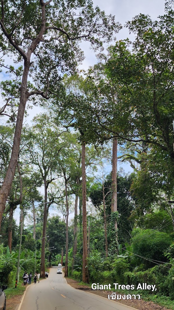 Giant Trees Alley