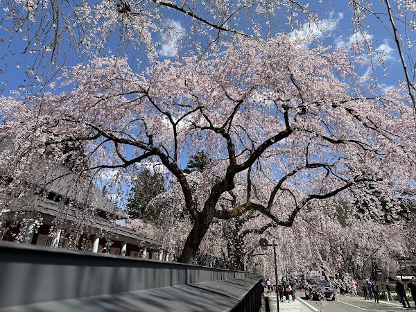 Kakunodate no Shidare-zakura (Weeping Cherry Tree)