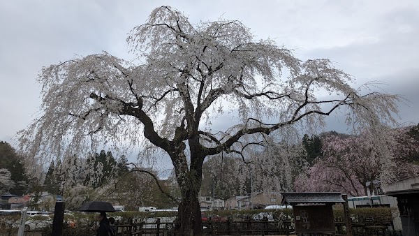 Kakunodate no Shidare-zakura (Weeping Cherry Tree) 5