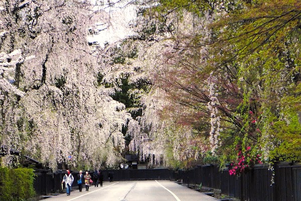 Kakunodate no Shidare-zakura (Weeping Cherry Tree) 4