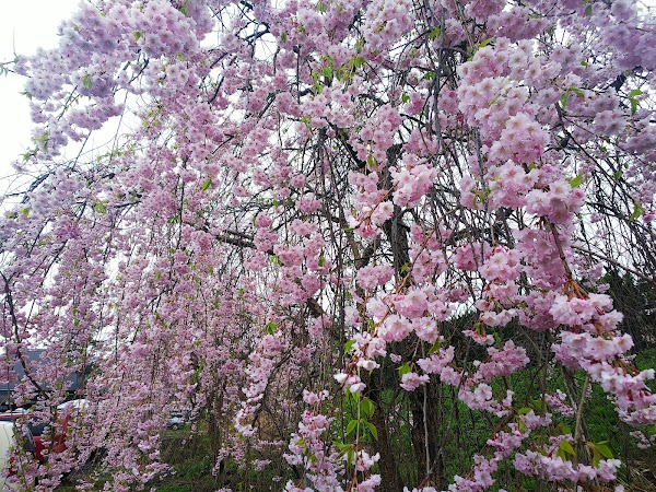 Kakunodate no Shidare-zakura (Weeping Cherry Tree) 3
