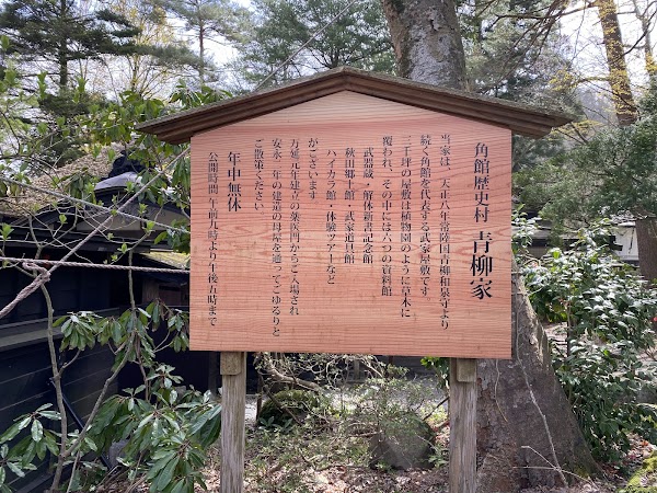 Kakunodate no Shidare-zakura (Weeping Cherry Tree) 2