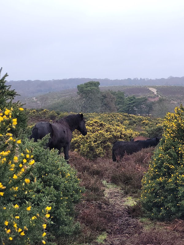 Holmsley Car Park 5
