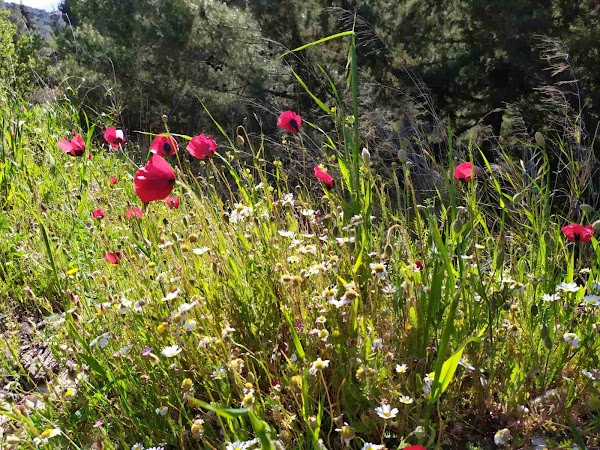 Mount Pentelicus 3