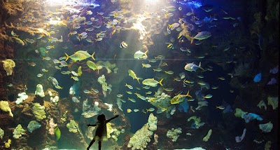 Aquarium 1