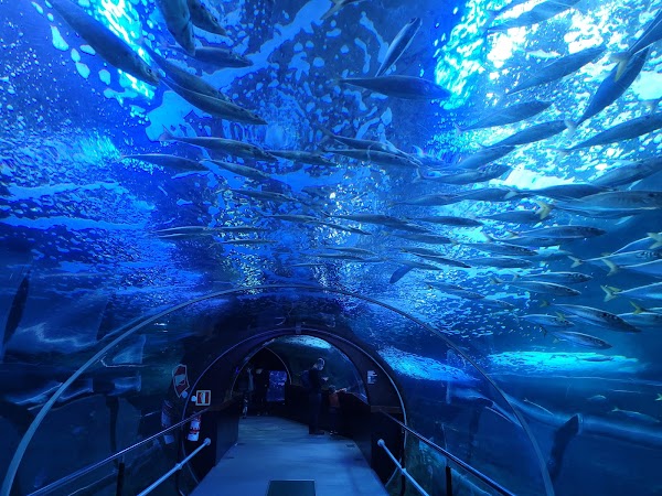 Aquarium 5