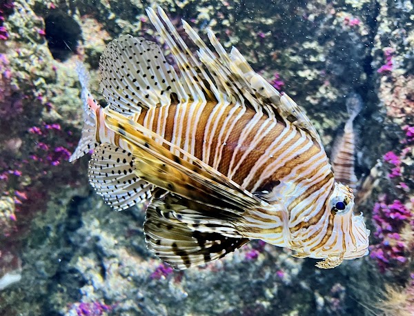 Aquarium 4
