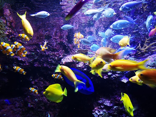 Aquarium 3