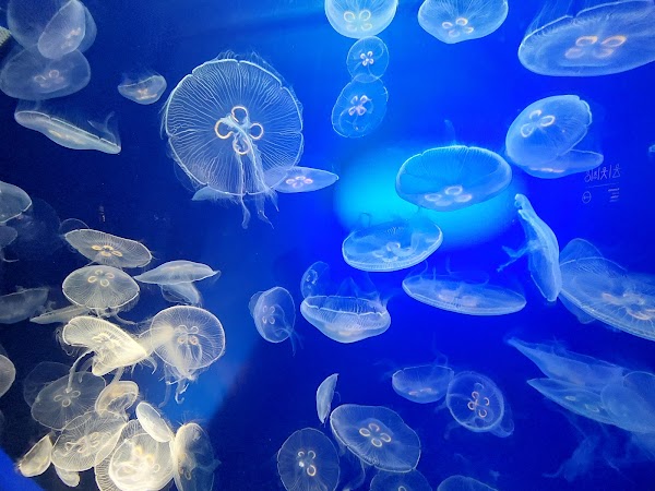Aquarium 2