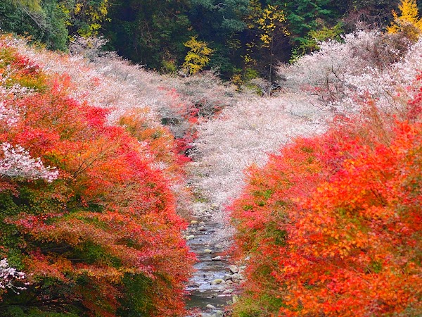 Senmi Shikizakura no Sato - Four Seasons Cherry Blossoms 5