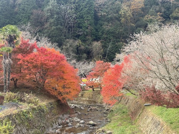 Senmi Shikizakura no Sato - Four Seasons Cherry Blossoms 4