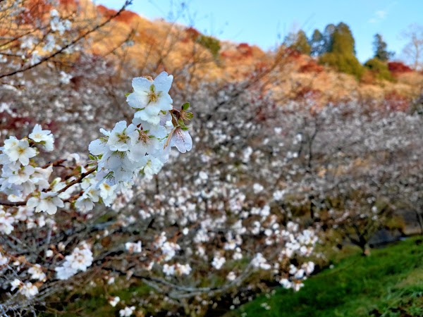 Senmi Shikizakura no Sato - Four Seasons Cherry Blossoms 2