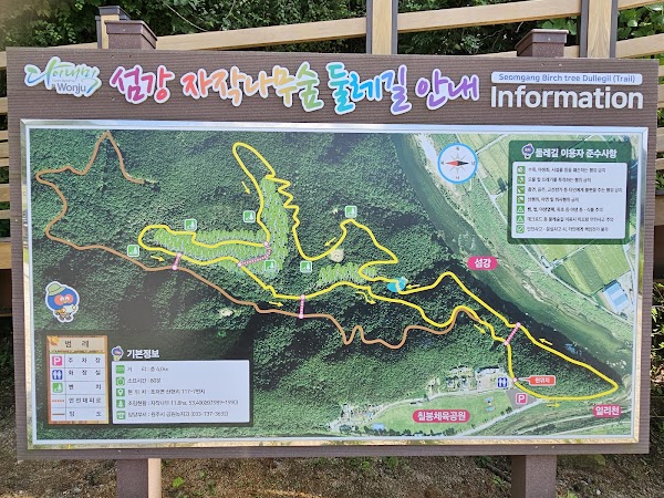 섬강 자작나무숲길