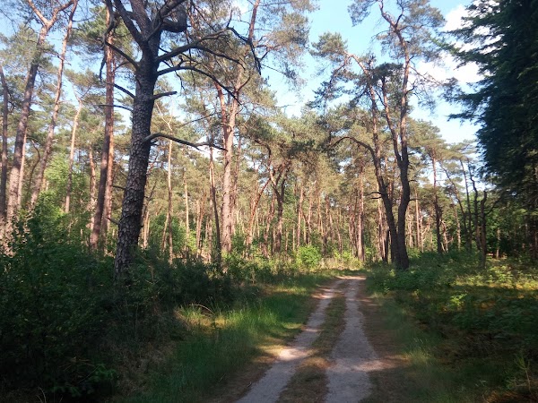Begrazingsgebied Heidestein-Bornia