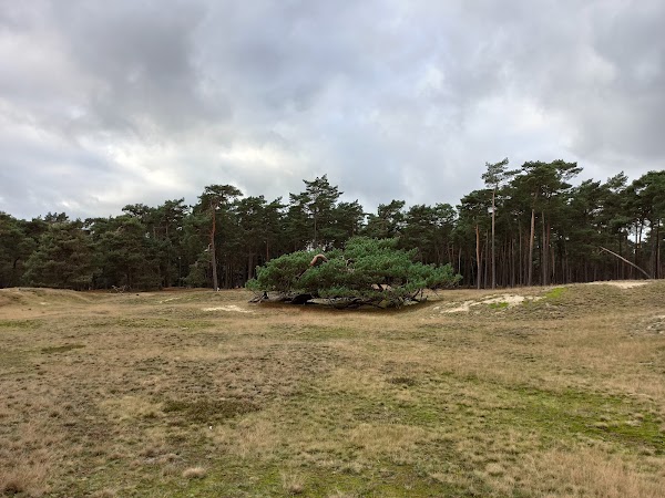 Begrazingsgebied Heidestein-Bornia 5