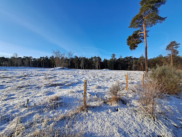 Begrazingsgebied Heidestein-Bornia 3