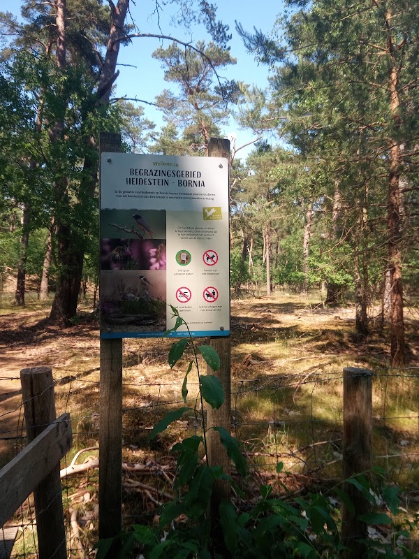 Begrazingsgebied Heidestein-Bornia 2