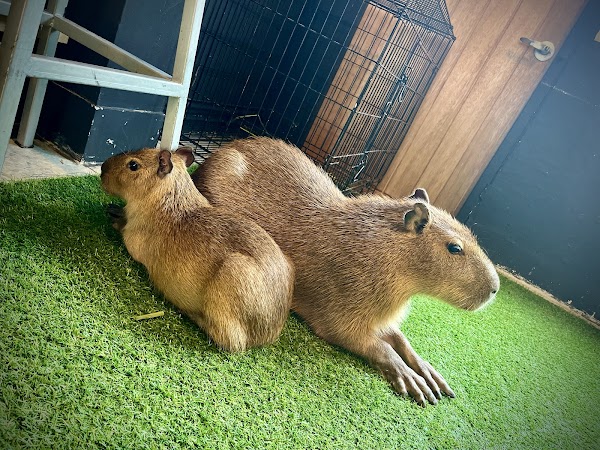 CapyBARa fisherman’s village 4