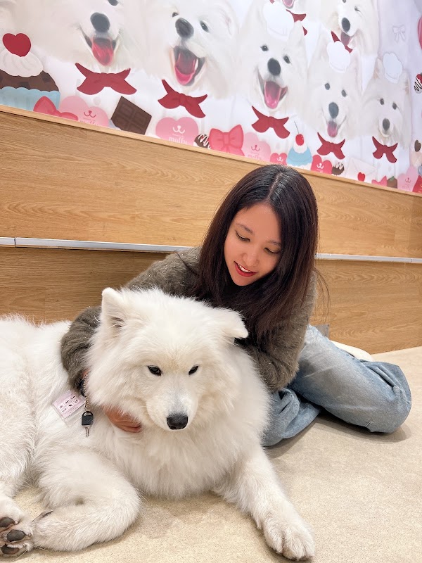Samoyed Cafe moffu harajuku / Samoyed Lounge moffu 4