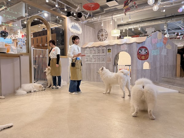 Samoyed Cafe moffu harajuku / Samoyed Lounge moffu 3