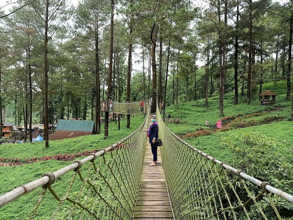 Hutan Pinus Limpakuwus