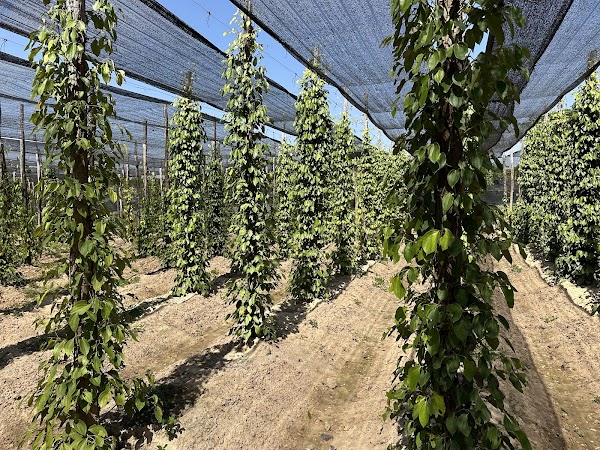 La Plantation 3