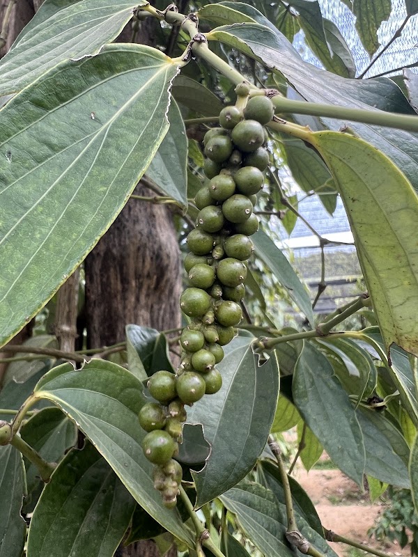 La Plantation 2