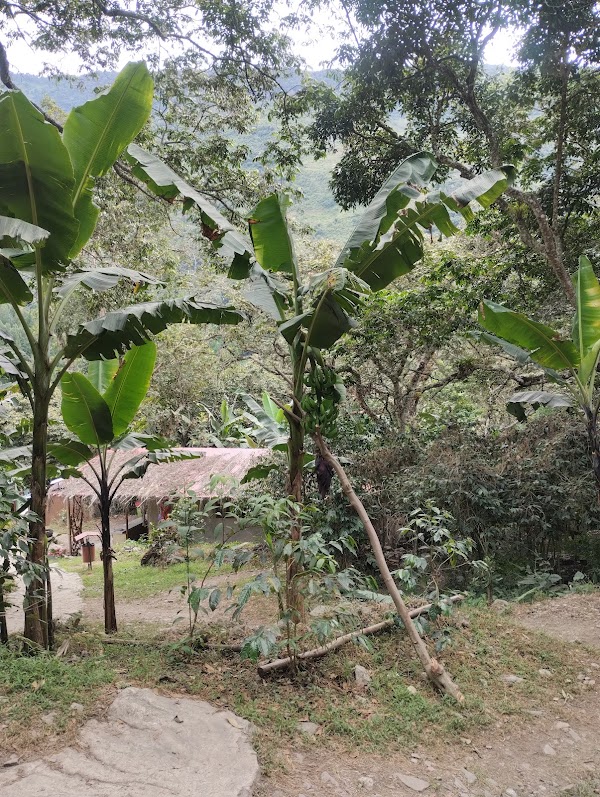 Super Jungle Domes 2