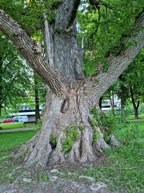 The Tsar's Poplar