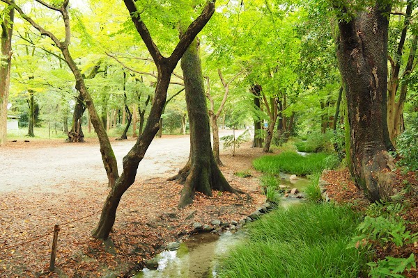 Tadasu-no-Mori Forest 1