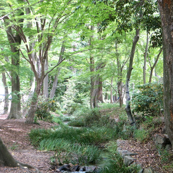 Tadasu-no-Mori Forest 5