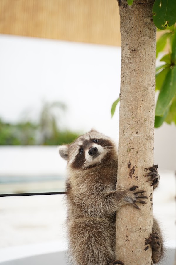 Bali Pet Nirvana 1