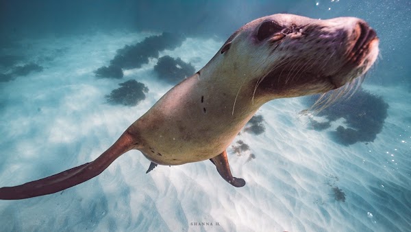 Turquoise Safaris - Sea Lion Tours