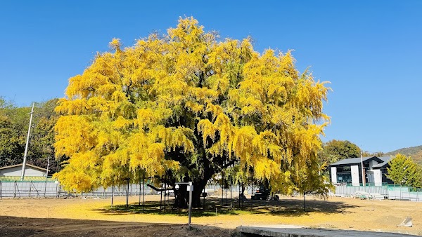 Jangsudong Ginkgo Tree