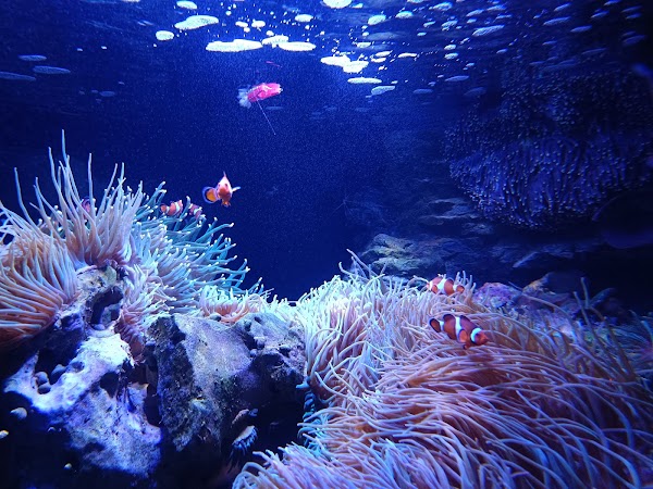 SEA LIFE Melbourne Aquarium 2