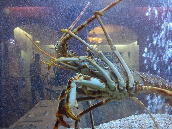 A Marisqueira do Lis 4