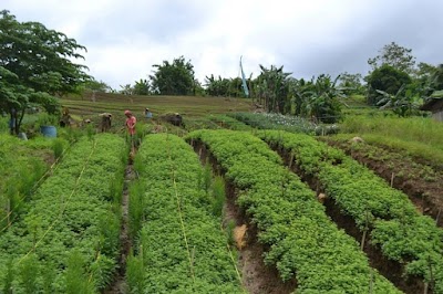 Cebu City 1