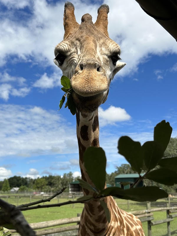 Giraffe Ranch
