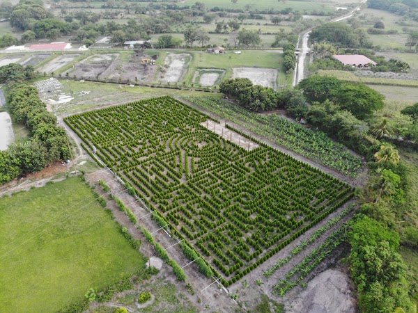 Laberinto de Cipreses 4