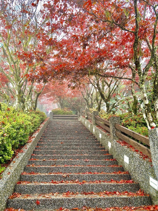 Taipingshan National Forest Recreation Area 4